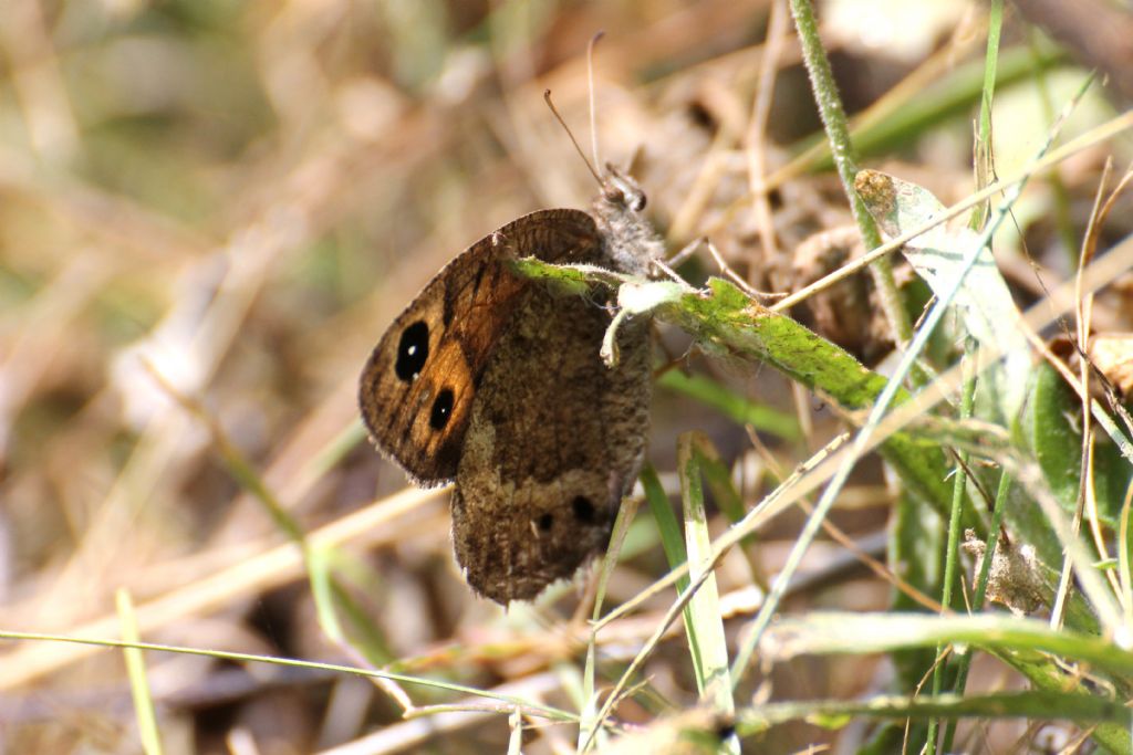 Satyrus ferula? S